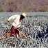 Технология производства текилы